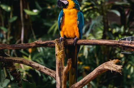 宝马水鸟(马来西亚鸟类：释放宝马水鸟，保护野生动物)