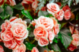 路易十四玫瑰(路易十四玫瑰：从宫廷之花到养生圣品)