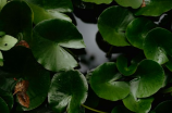 水浮莲(水浮莲：美丽的水上茎叶植物)