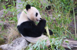 一只大熊猫值多少亿元(一只大熊猫值多少亿元？)