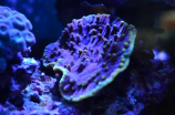 华阳礁(探秘华阳礁：南海上的珊瑚宝地)